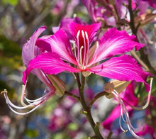 Orchid Flower Tree Seeds (Orchidaceae spp.) for long-term planting in the Tropical Garden & Home