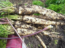 Hamburg Root Parsley Seeds valued for dual-Use