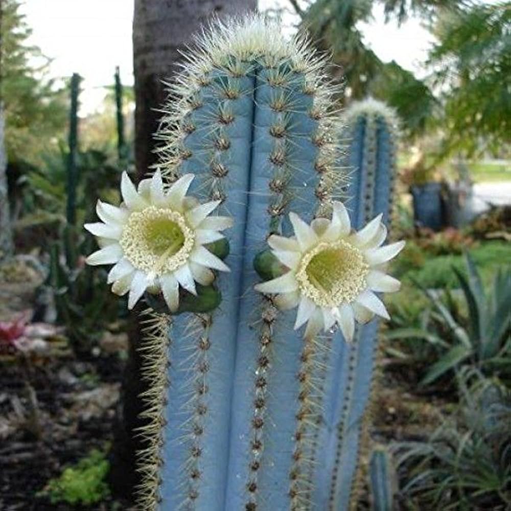 Blue Cactus Cereus peruvianus succulent seeds for planting in indoor pots and home garden decor - for planting in home garden