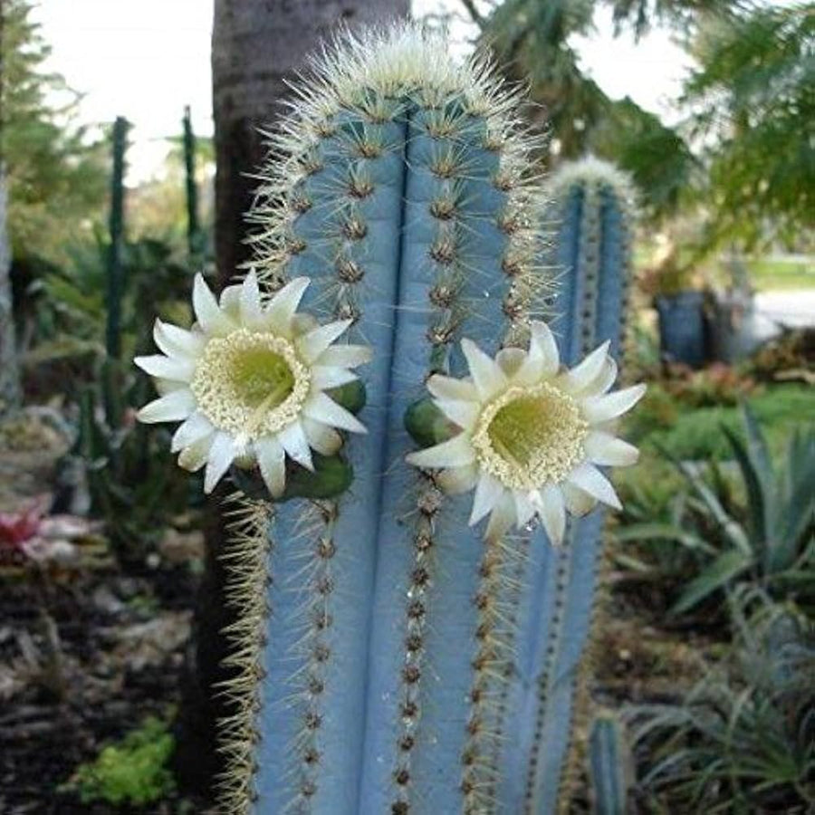 Blue Cactus Cereus peruvianus succulent seeds for planting in indoor pots and home garden decor - for planting in home garden