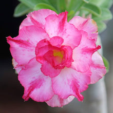 Desert Rose Pink Dream Seeds for a lasting addition to the landscape