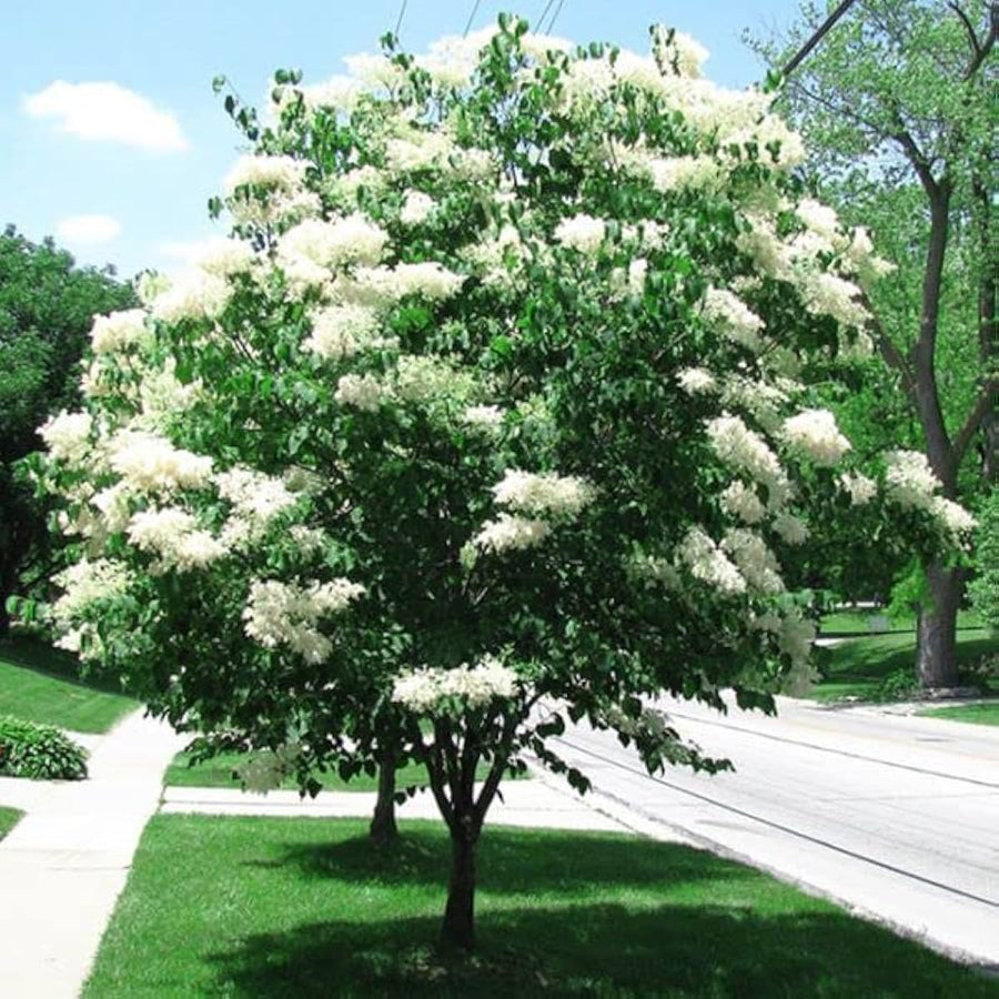 Japanese White Lilac Seeds, Very Fragrant  Ornamental Garden Plant Premium Quality Seeds
