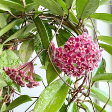 Hoya Carnosa Mix Seeds valued for potted Flowering Houseplants
