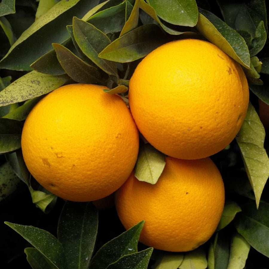 Dwarf Valencia Orange Citrus sinensis seeds for planting in urban garden