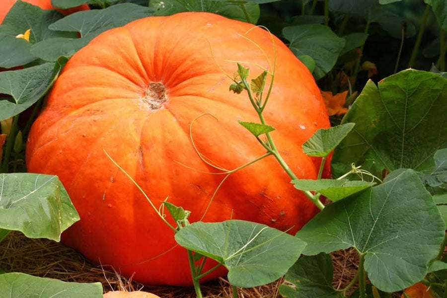 Black Forest Kabocha Pumpkin Plant Seeds