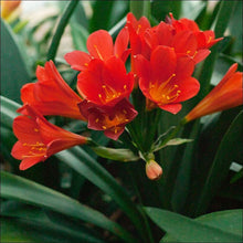 Clivia Lily Seeds (Clivia miniata) for seasonal color across the shaded beds and patios