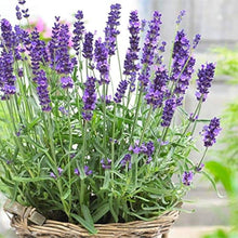 Hidcote Blue Lavender Seeds (Lavandula angustifolia) for cooks growing their own fresh herbs