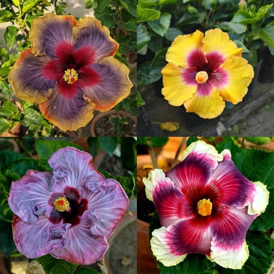 Giant Hibiscus Seeds, Multicolored Bonsa Flower Seeds, Outdoor Plants for the Home Garden, Red  Ornamental Garden Plant Premium Quality Seeds