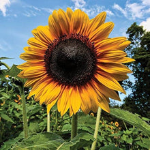 Sunflower Helianthus Annuus Annual Seeds for a lasting display in the Seasonal Pollinator Gardens