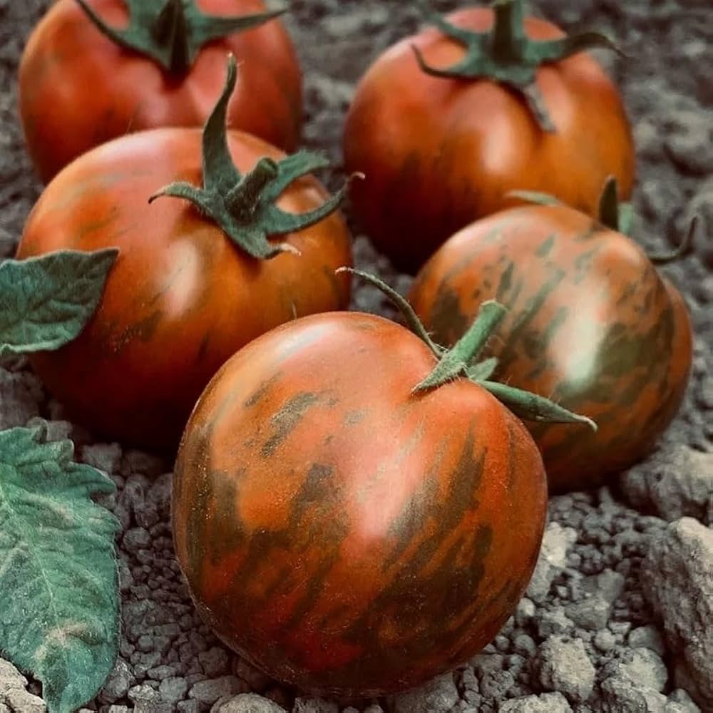Black - Zebra for planting in home garden