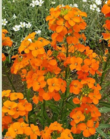 Sibirian Wallflower Seeds for growers wanting a homegrown harvest