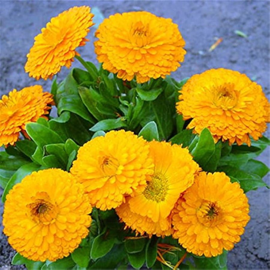 Sentinel Flower Home Landscape Plant - for planting in home garden