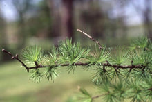 Japanese Larch Tree Seeds valued for shade or Bonsai
