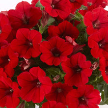 Pelletta Petunia Seeds for a sweet addition to the home orchard