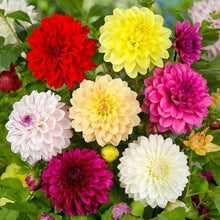 Dahlia Seeds for seasonal color across the Yellow Garden Planting