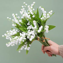 Maiglöckchen Flowers Indoor Rare Bell-Orchidee Seeds for reliable seasonal color