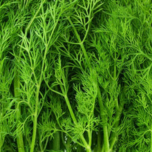 Fragrant Herb Dill Edible Seeds for cooks growing their own fresh herbs