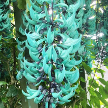 Macrobotrys Seeds (Macrobotrys spp.) for a bright addition to the Flower Bed & Garden