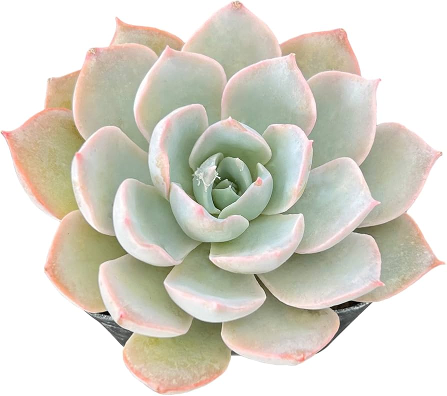 Echeveria Agavoides Romeo Ruby Succulent Seeds