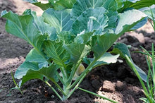 Graffiti Kohl (Purple Cabbage) Hybrid Seeds for a productive addition to the vegetable patch