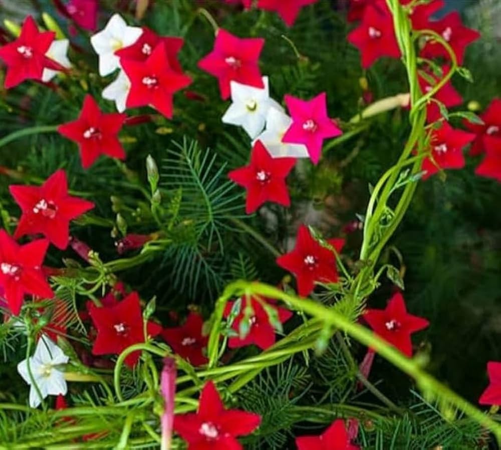 Starry Flower Seeds for Urban Garden