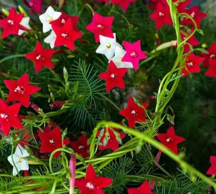 Starry Flower Seeds for Urban Garden