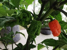 Trinidad 7 Pot Primo Pepper Seeds (Capsicum chinense) for a reliable harvest in the hot pepper gardens