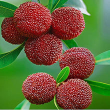 Red Bayberry Seeds for a sweet addition to the home orchard