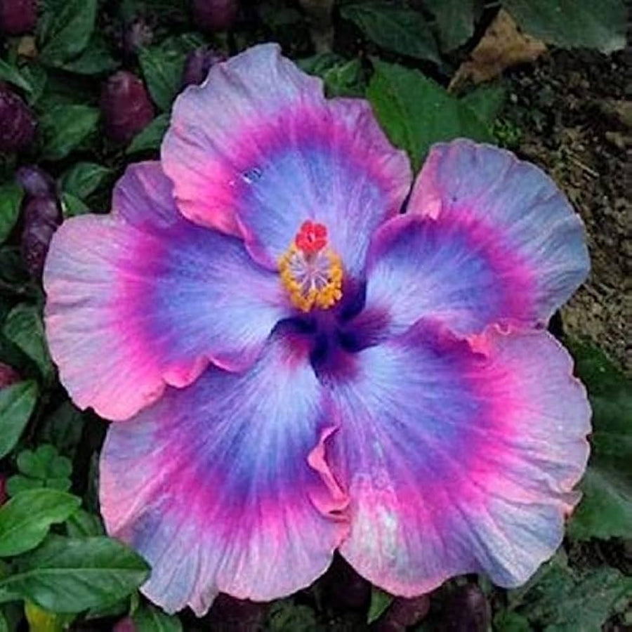 Light Purple Hibiscus seeds (hardy exotic giant) yielding pale purple blossoms with oversized petals, perfect for cool-toned garden themes