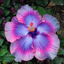 Rare Pink Blue Hibiscus seeds (tropical hardy) growing unusual blooms with pink petals blending into soft blue tones, adding a dreamy aesthetic to garden spaces