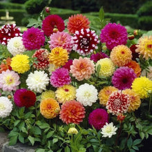 Dahlia Flower Seeds Mixed Colors