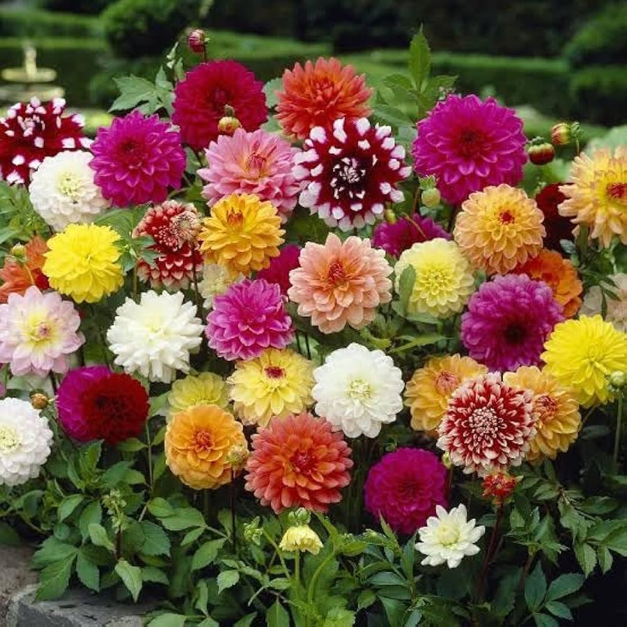 Mixed Chinese Dahlia ��������� Paeonia spp. ��������� for planting in home flower beds