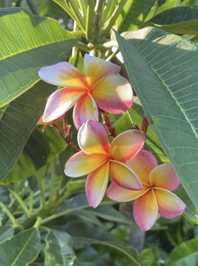 Mixed Color Plumeria Seeds (Plumeria spp.) for growers filling out the Home Garden