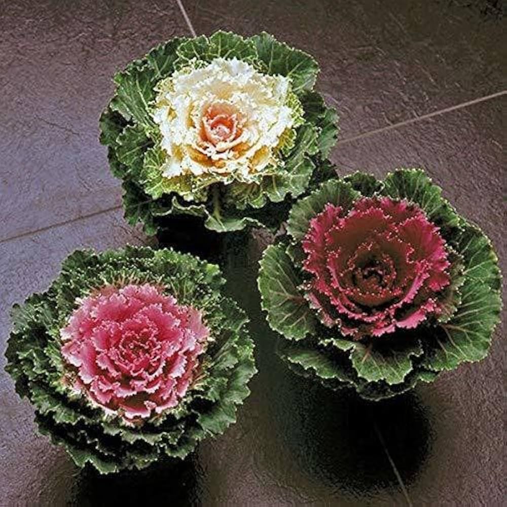 Kale Brassica Oleracea Ornamental Vegetable Seeds for Planting – Suitable for Winter Garden and Backyard Borders