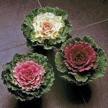 Kale Brassica Oleracea Ornamental Vegetable Seeds for Planting – Suitable for Winter Garden and Backyard Borders