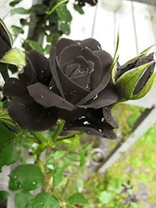 Black Rose Seeds for colorful blooms in the Dramatic Garden Displays