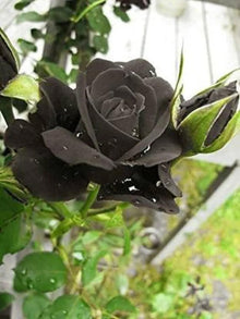 Light Yellow Black Rose Seeds for reliable seasonal color