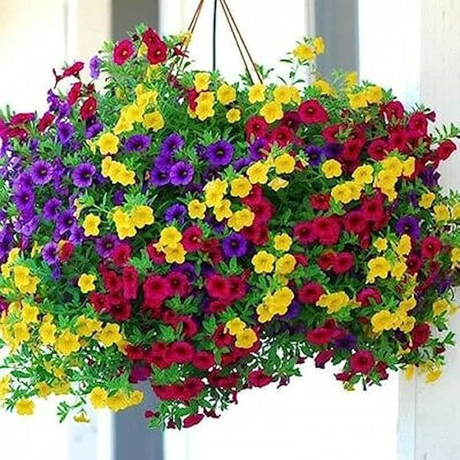 Hanging Petunia Petunia Hybrida Flower Seeds for Planting in Home Garden and Balcony Baskets - for planting in home garden