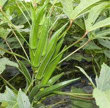 Lee Okra Seeds for organic vegetable garden planting