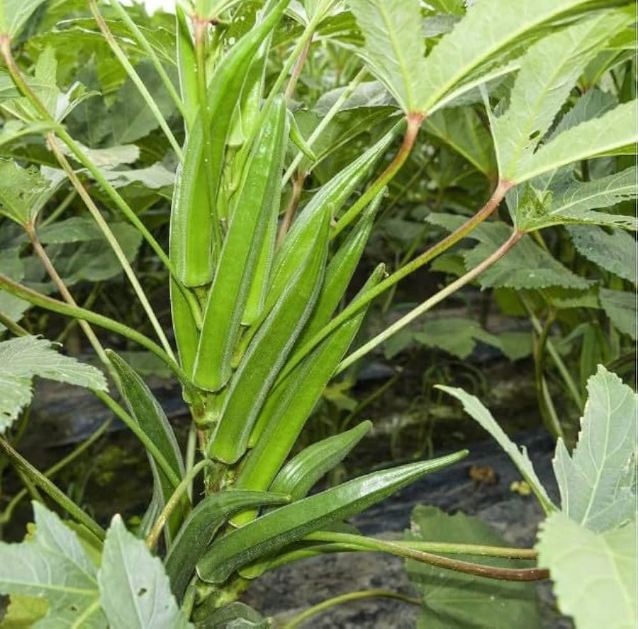 Lee Okra Seeds for organic vegetable garden planting