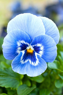 Pansy Seeds for a lasting display in the Blue Garden