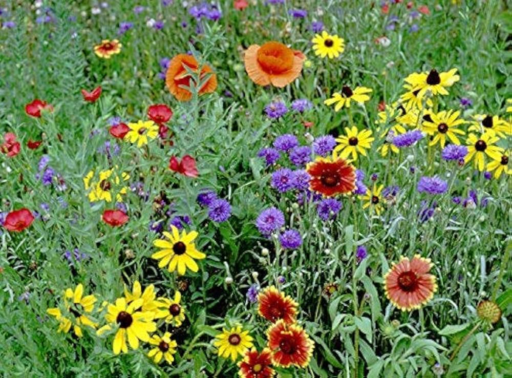 Part Shade Wildflower Mix Seeds â€“ Rare Annual & Perennial Blend for Low Light Areas