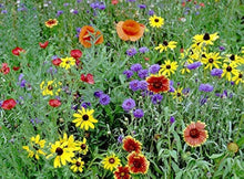 Part Shade Wildflower Mix Seeds â€“ Rare Annual & Perennial Blend for Low Light Areas