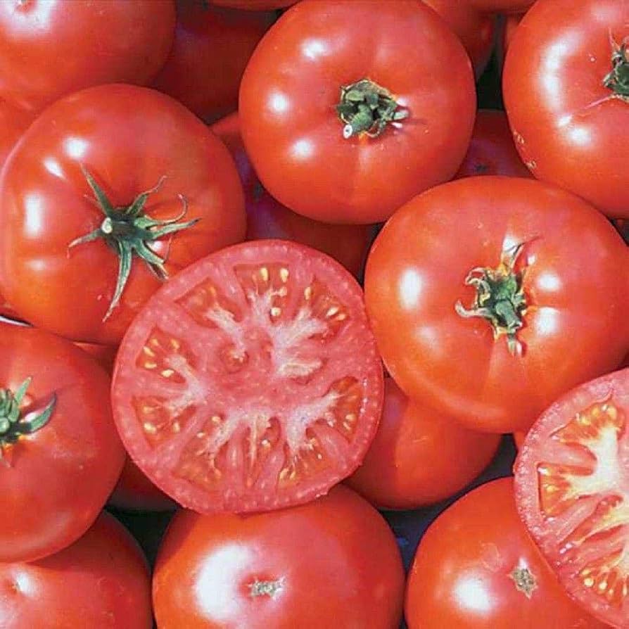 Organic Old German tomato seeds (Solanum lycopersicum) for your garden