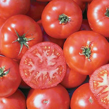 Organic Old German tomato seeds (Solanum lycopersicum) for your garden