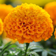 Marigold Seeds for a colorful addition to any planting