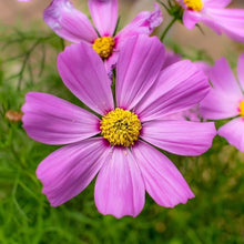 Double Cosmos Cosmos Bipinnatus flower Seeds for a lasting display in the home garden and seasonal flower beds