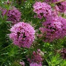 Crosswort Seeds (Phuopsis stylosa) for colorful blooms in the pollinator garden walkway borders