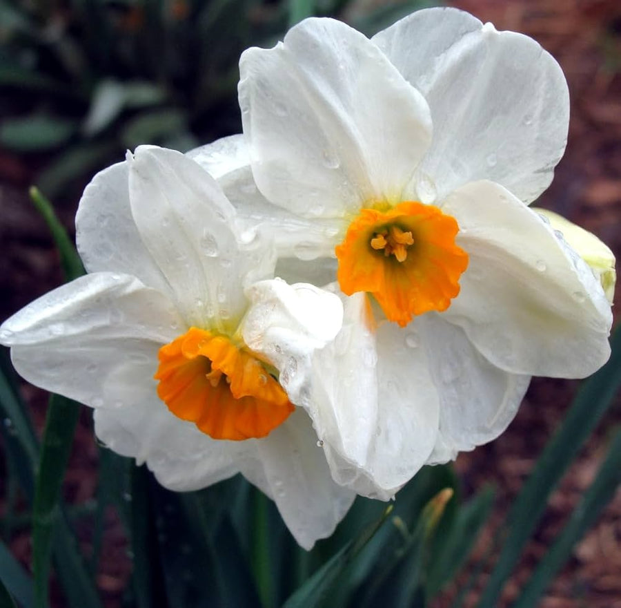 Daffodil Narcissus Pseudonarcissus Mixed Flower Seeds for Planting – Perfect for Spring Blooms in Garden Borders and Containers