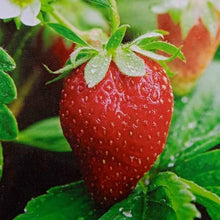 Everbearing Strawberry Seeds for growers planting the Vegetable Patch & Garden